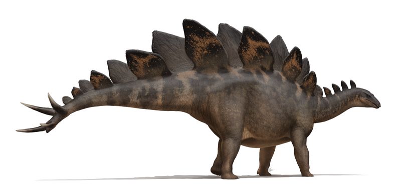 Stegosaurus — Autres ornithischiens