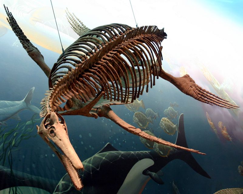 Dolichorhynchops — Reptiles marins