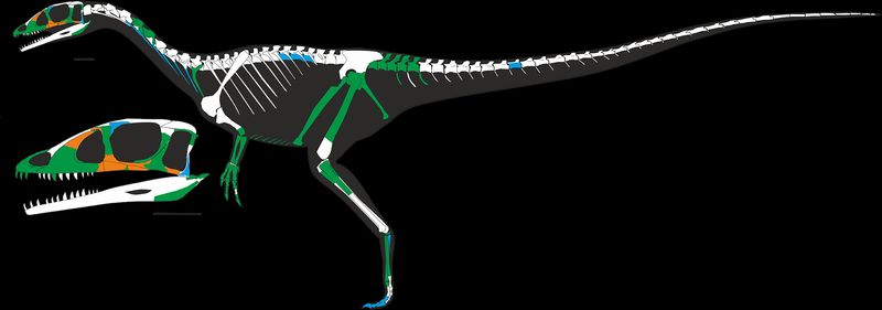 Dracoraptor — Théropodes