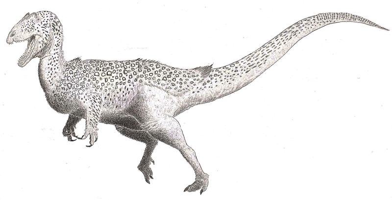 Dracovenator — Théropodes