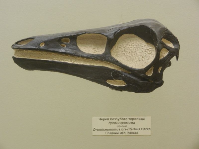 Dromiceiomimus — Théropodes