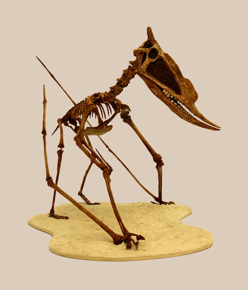 Dsungaripterus — Ptérosaures