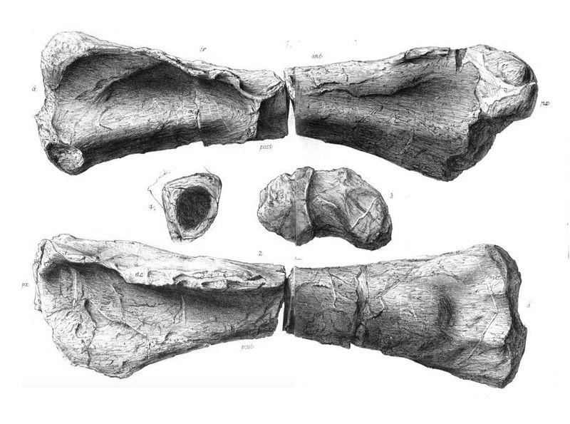 Duriatitan — Autres saurischiens