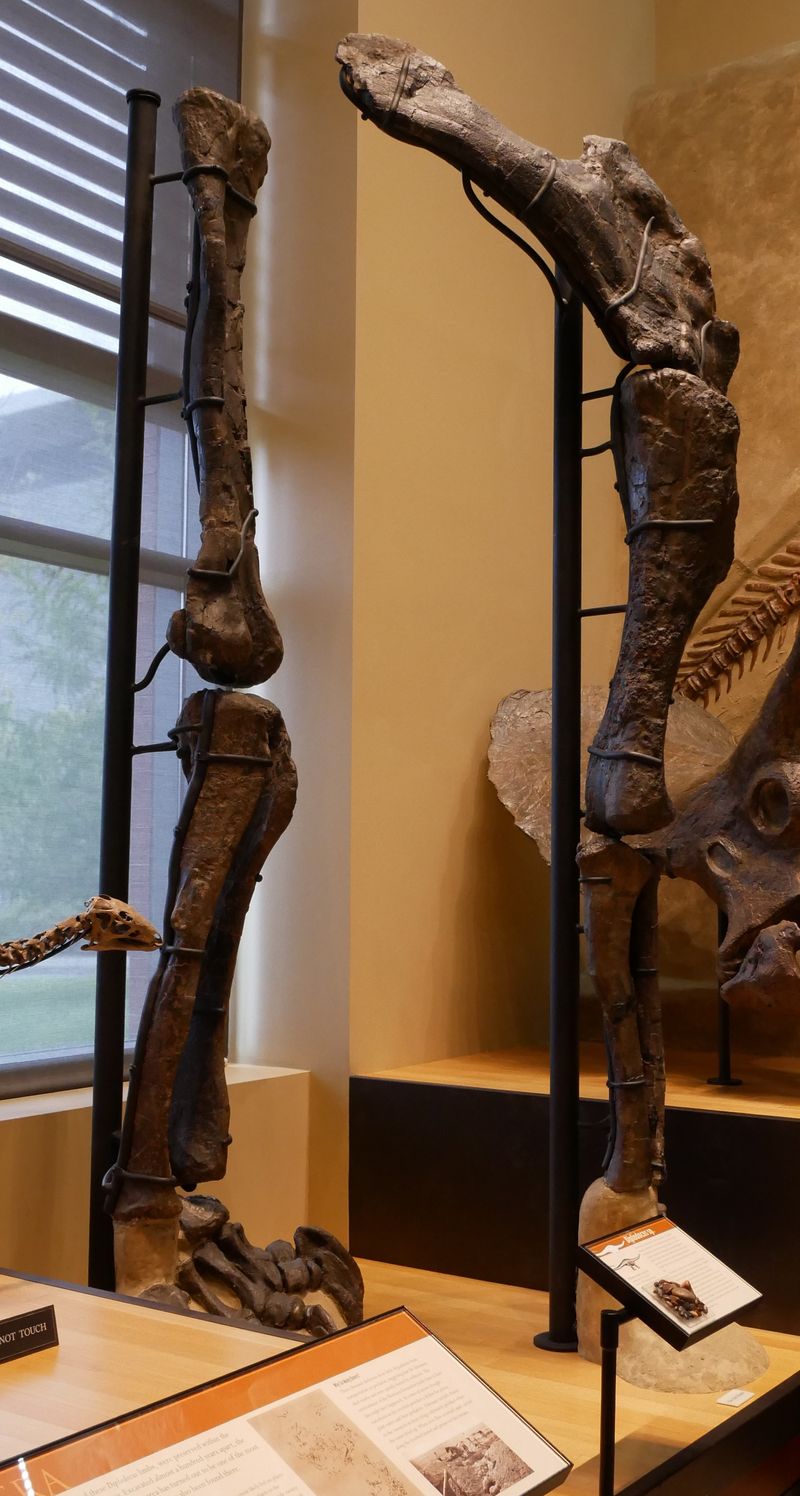 Dyslocosaurus — Autres saurischiens