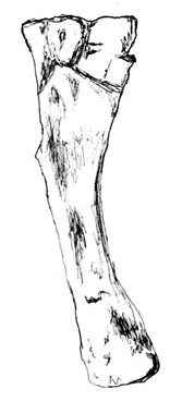 Dystrophaeus — Autres saurischiens