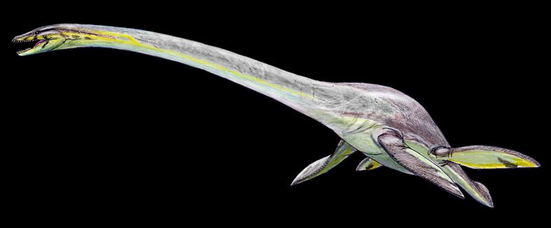 Elasmosaurus — Reptiles marins