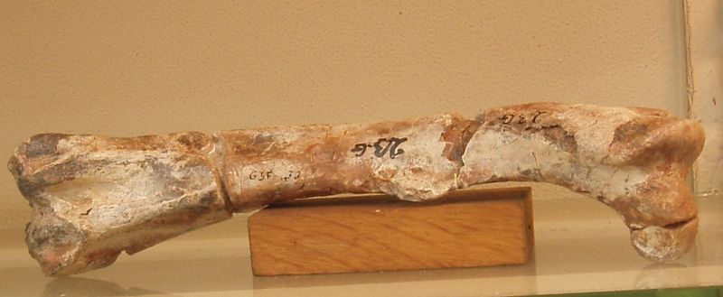 Elrhazosaurus — Autres ornithischiens