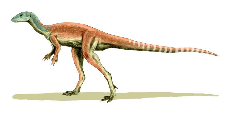 Eocursor — Autres ornithischiens