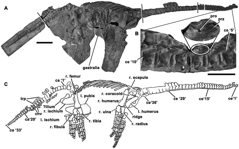 Eoplesiosaurus — Reptiles marins