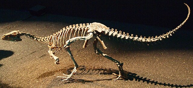 Éoraptor