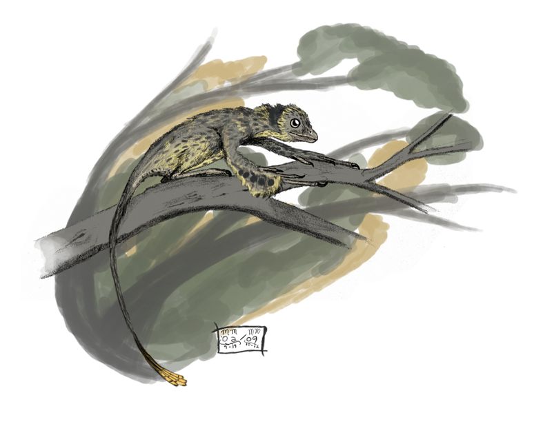 Scansoriopteryx — Théropodes