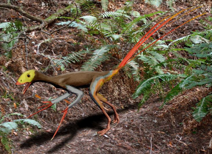 Epidexipteryx — Théropodes