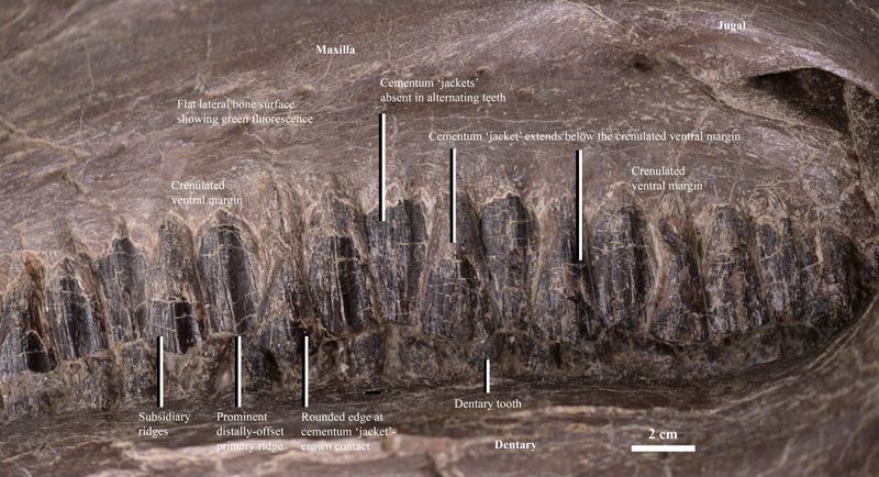 Equijubus — Autres ornithischiens