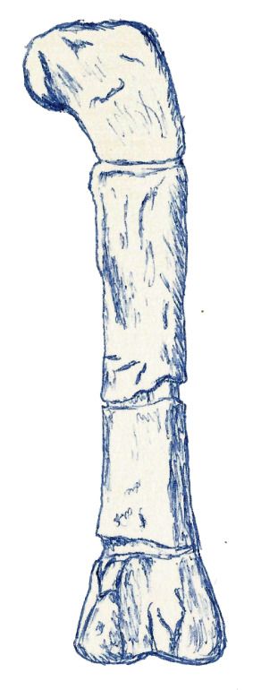 Erectopus — Autres saurischiens