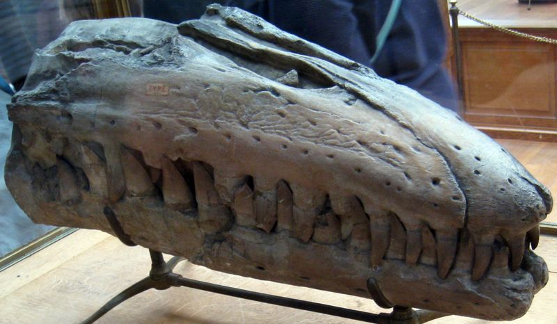 Eremiasaurus — Reptiles marins