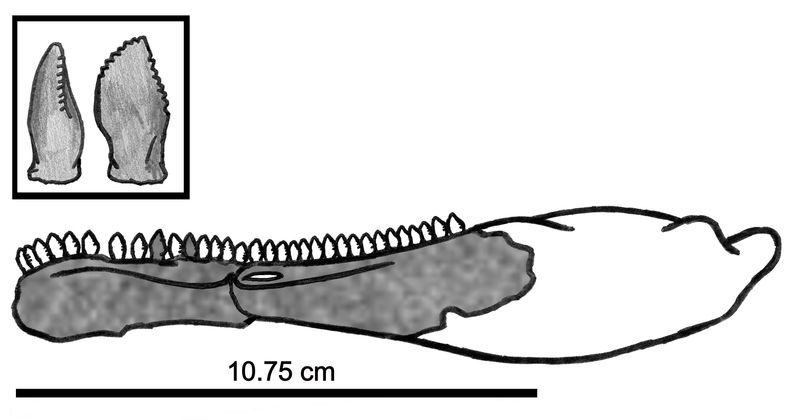 Eshanosaurus — Autres saurischiens