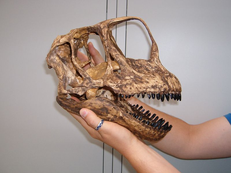 Europasaurus — Autres saurischiens