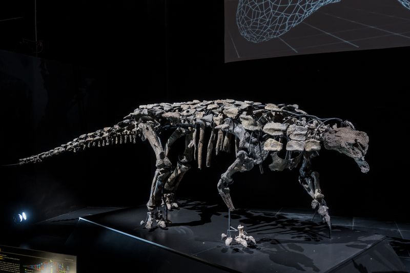 Europelta — Autres ornithischiens