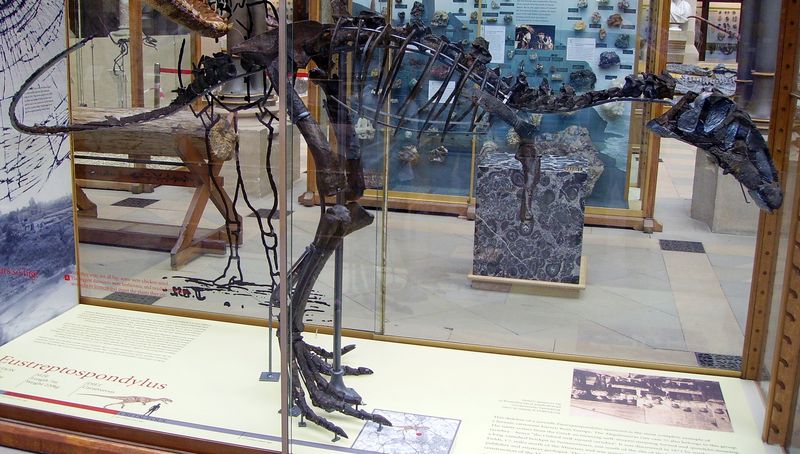 Eustreptospondylus — Théropodes
