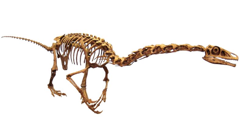 Falcarius — Théropodes