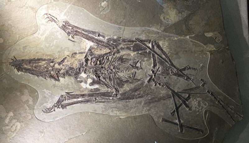 Fenghuangopterus — Ptérosaures