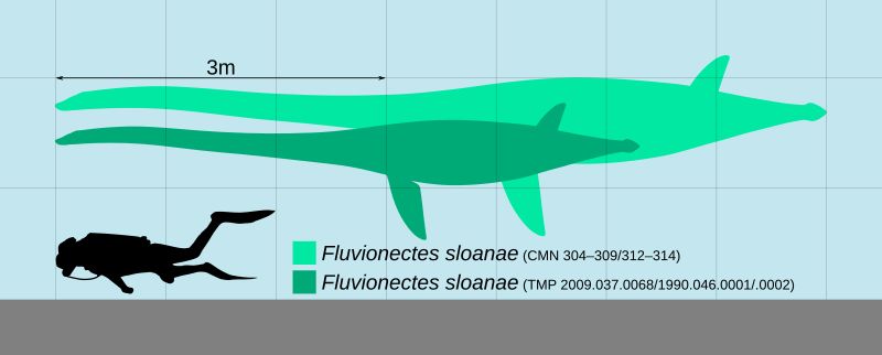 Fluvionectes — Reptiles marins