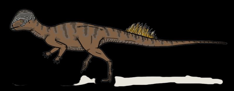 Foraminacephale — Autres ornithischiens