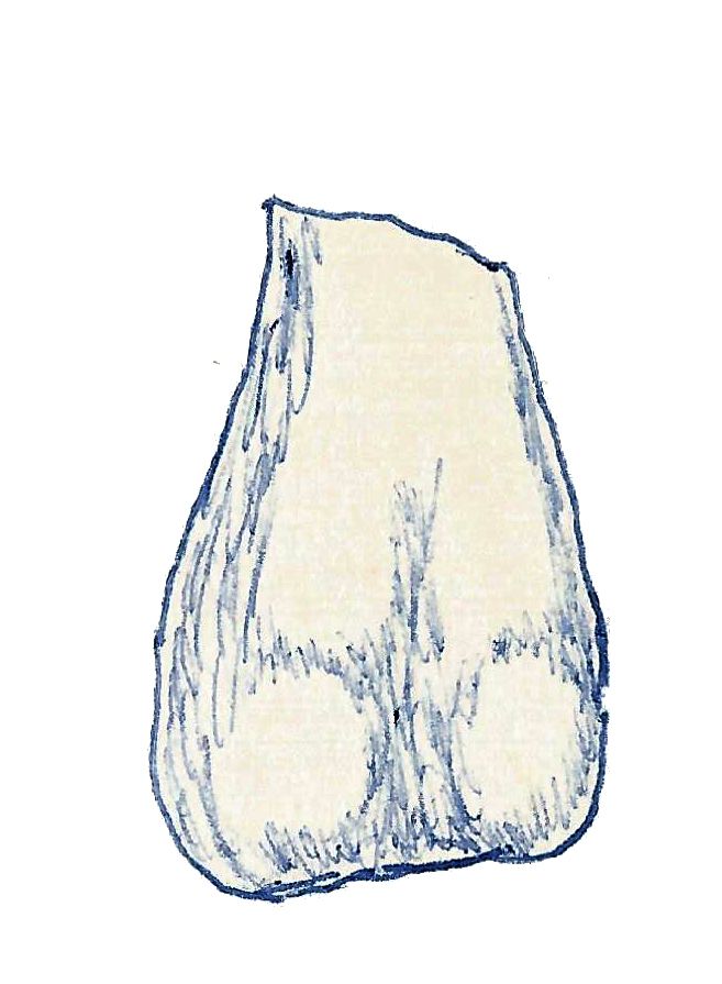 Fulgurotherium — Autres ornithischiens
