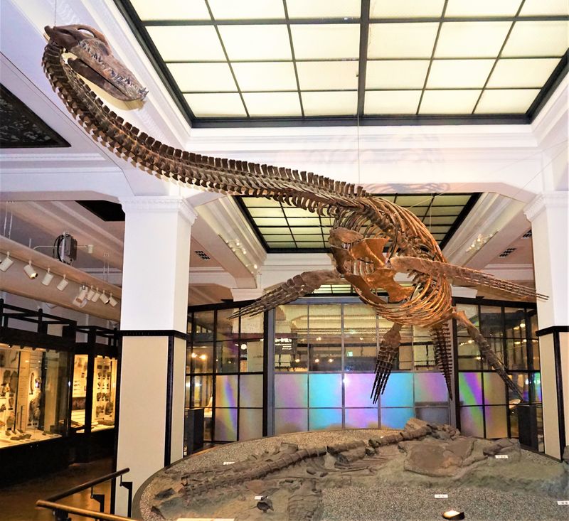 Futabasaurus — Reptiles marins