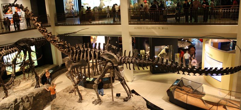 Galeamopus — Autres saurischiens