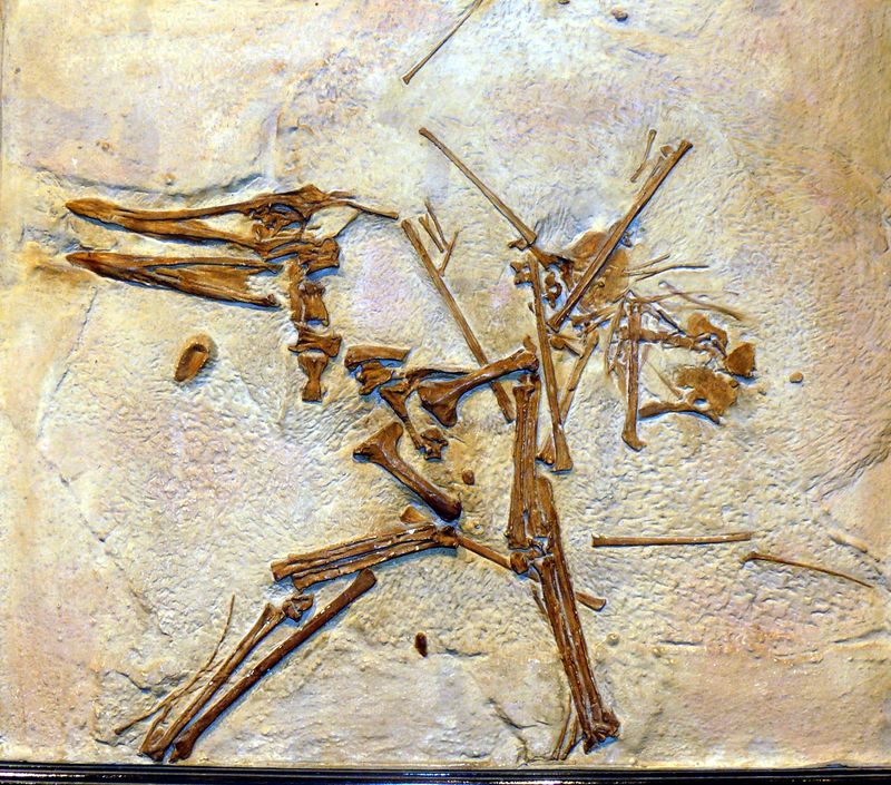 Cycnorhamphus — Ptérosaures