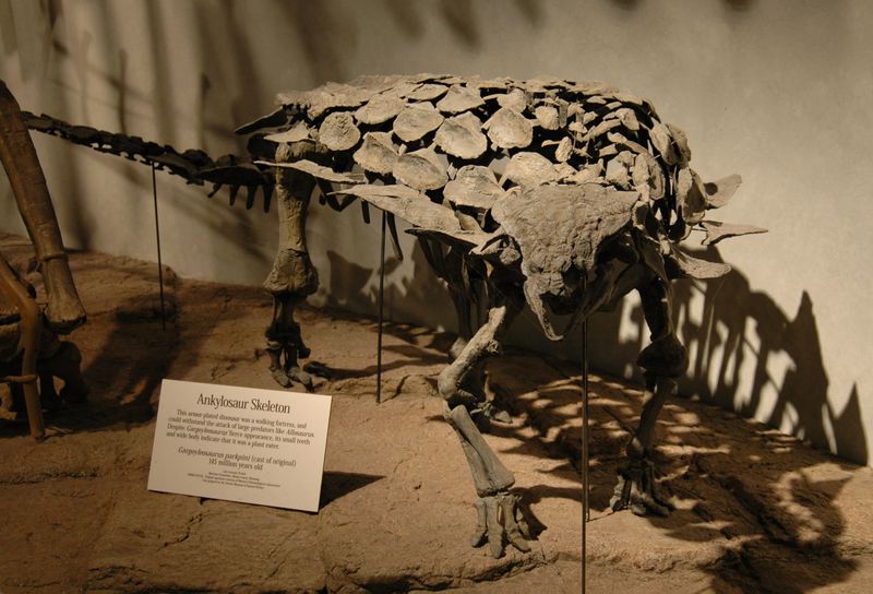 Gargoyleosaurus — Autres ornithischiens