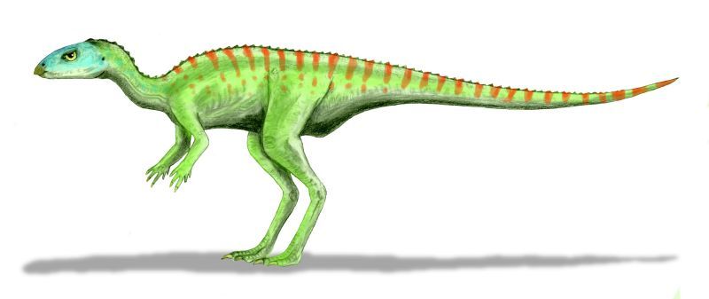 Gasparinisaura — Autres ornithischiens