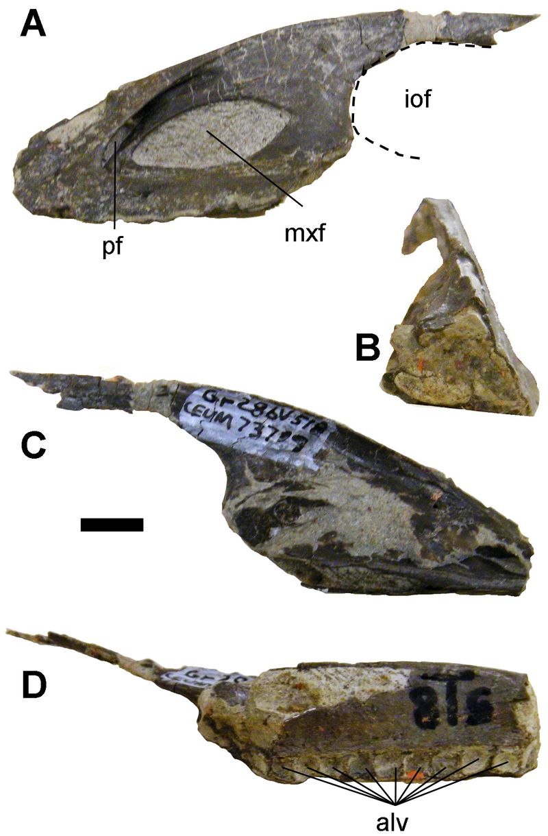 Geminiraptor — Théropodes