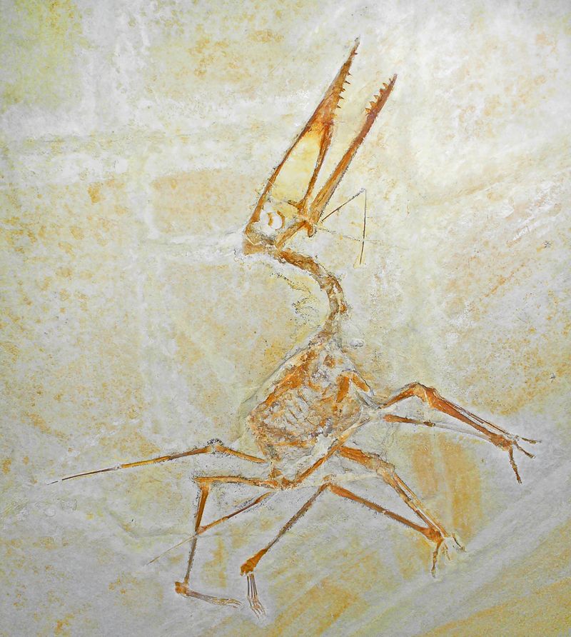 Germanodactylus — Ptérosaures