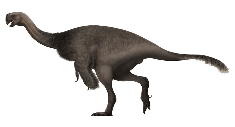 Gigantoraptor — Théropodes