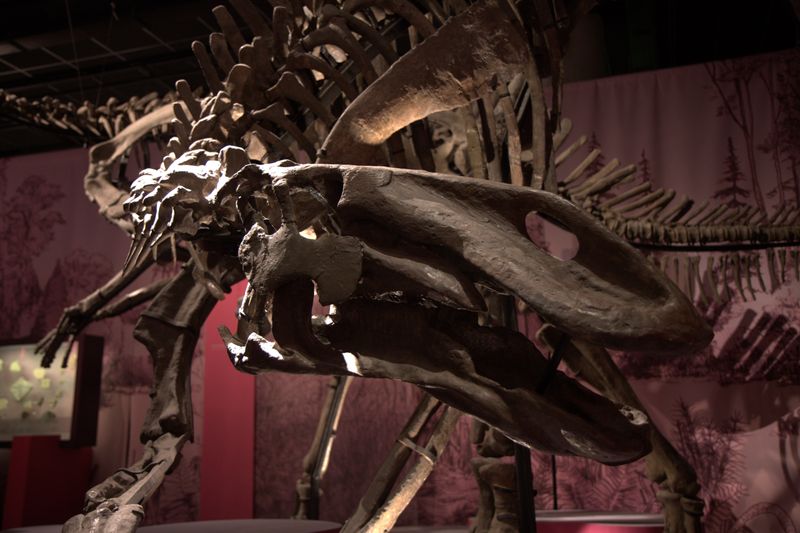 Gilmoreosaurus — Autres ornithischiens