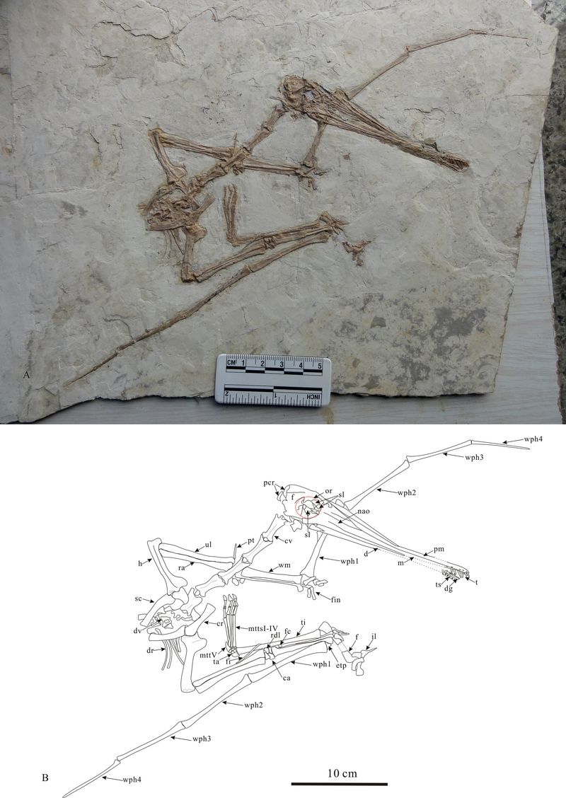 Gladocephaloideus — Ptérosaures