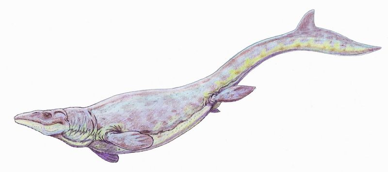 Globidens — Reptiles marins