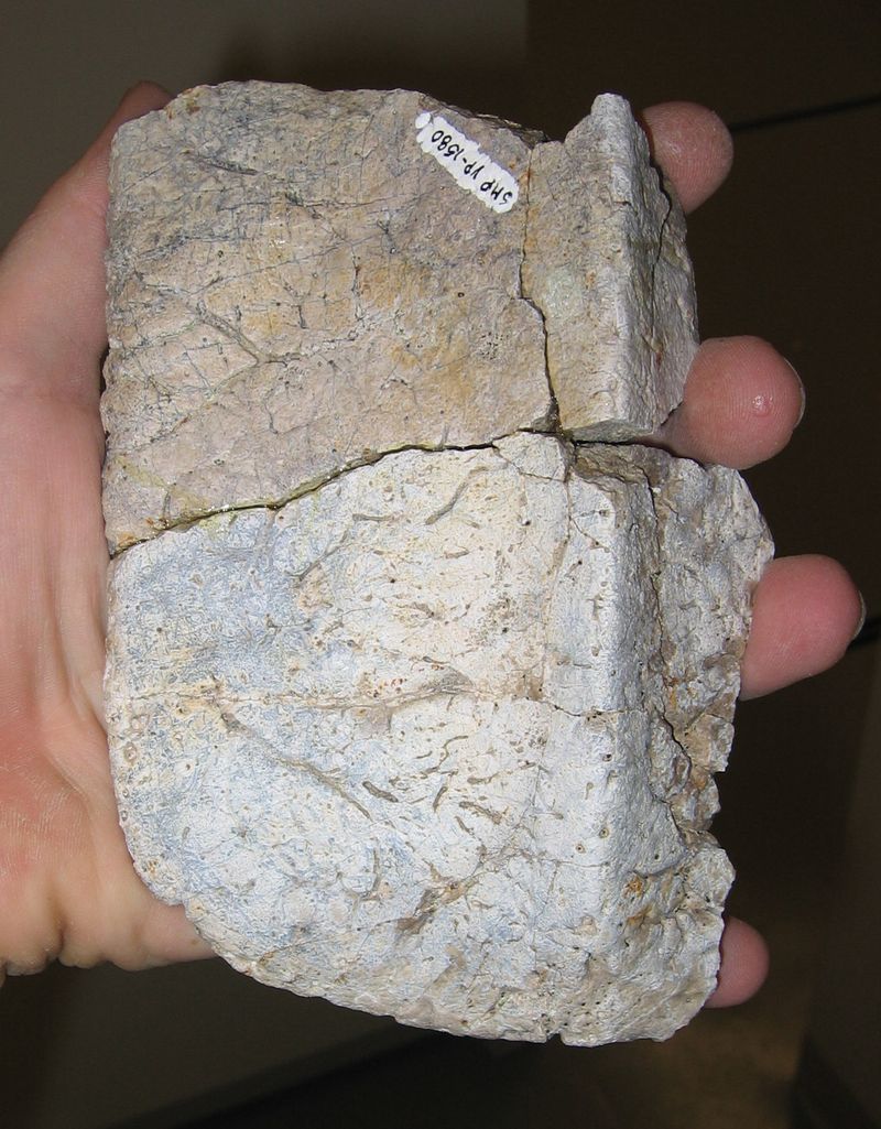 Glyptodontopelta — Autres ornithischiens