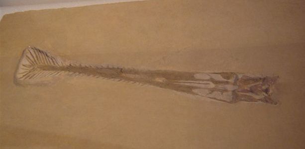 Gnathosaurus — Ptérosaures