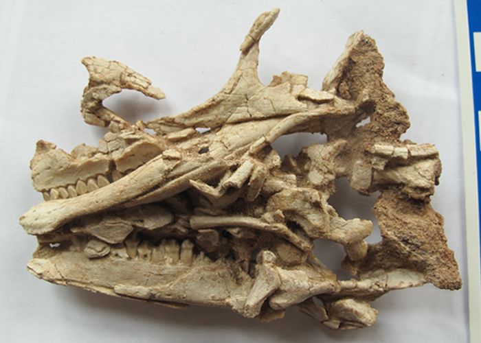 Gongbusaurus — Autres ornithischiens