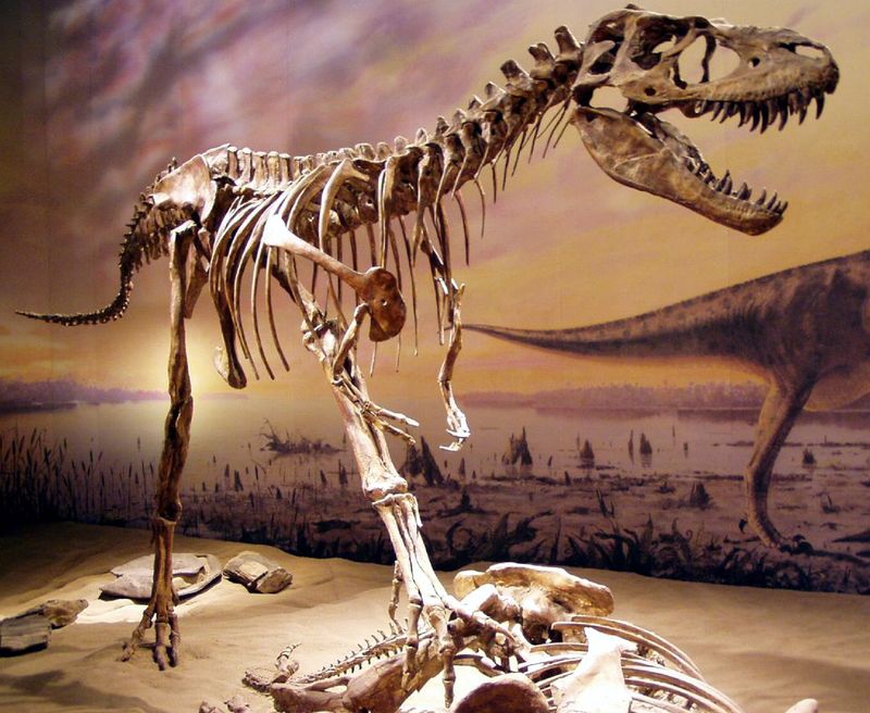 Gorgosaurus — Théropodes