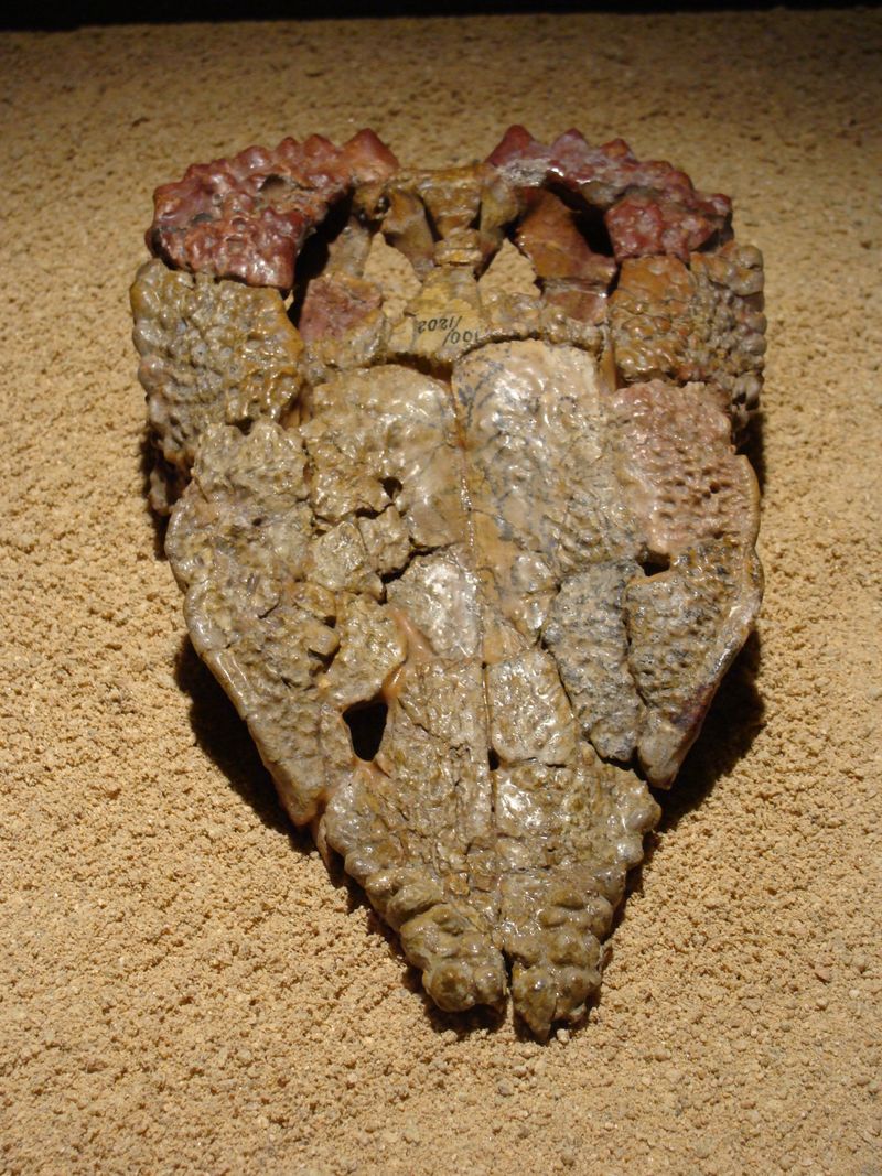 Goyocephale — Autres ornithischiens