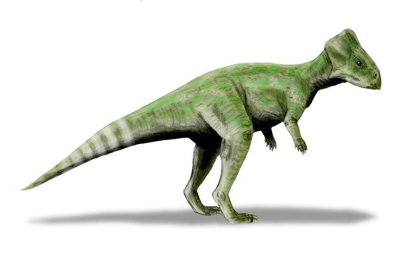 Graciliceratops — Autres ornithischiens