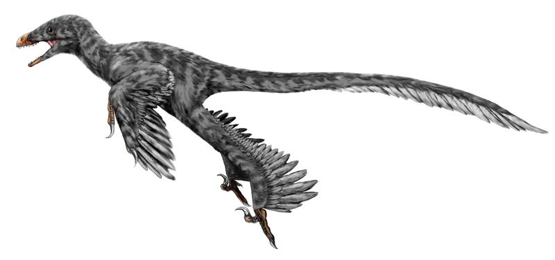 Graciliraptor — Théropodes