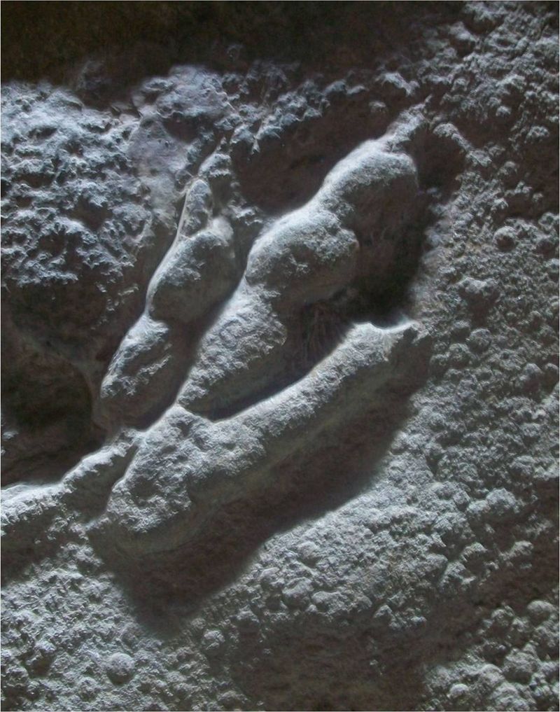 Grallator — Autres saurischiens