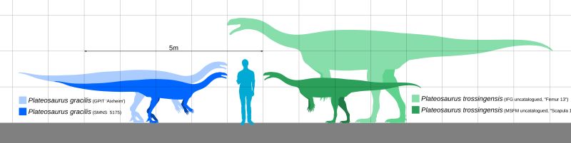 Platéosaure — Autres saurischiens