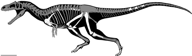 Gualicho shinyae — Théropodes