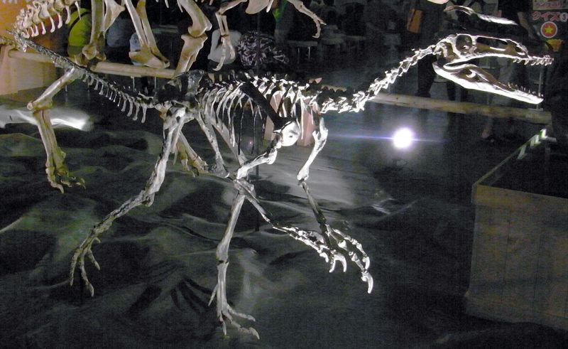 Guanlong — Théropodes